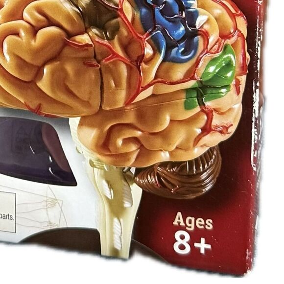 Learning resources, human anatomy brain, 3-D model 31 piece, new - Picture 3 of 5